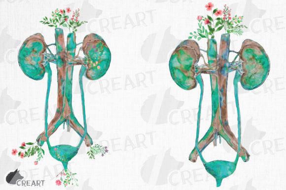 Floral Anatomical Urinary Tract System Graphics and Print Templates