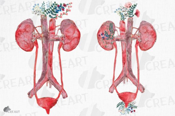 Floral Anatomical Urinary Tract System Graphics and Print Templates