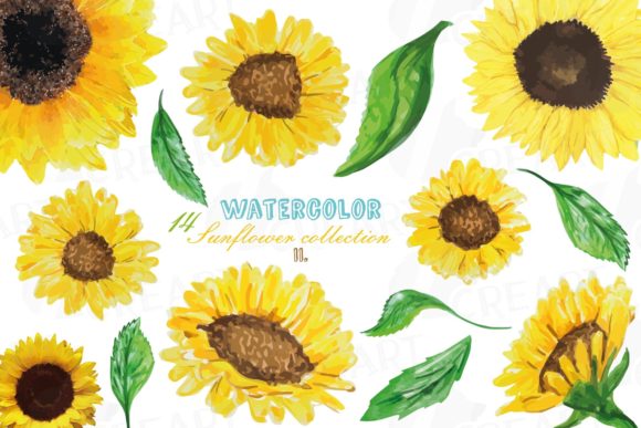 Sunflowers Watercolor Decor Elements Png